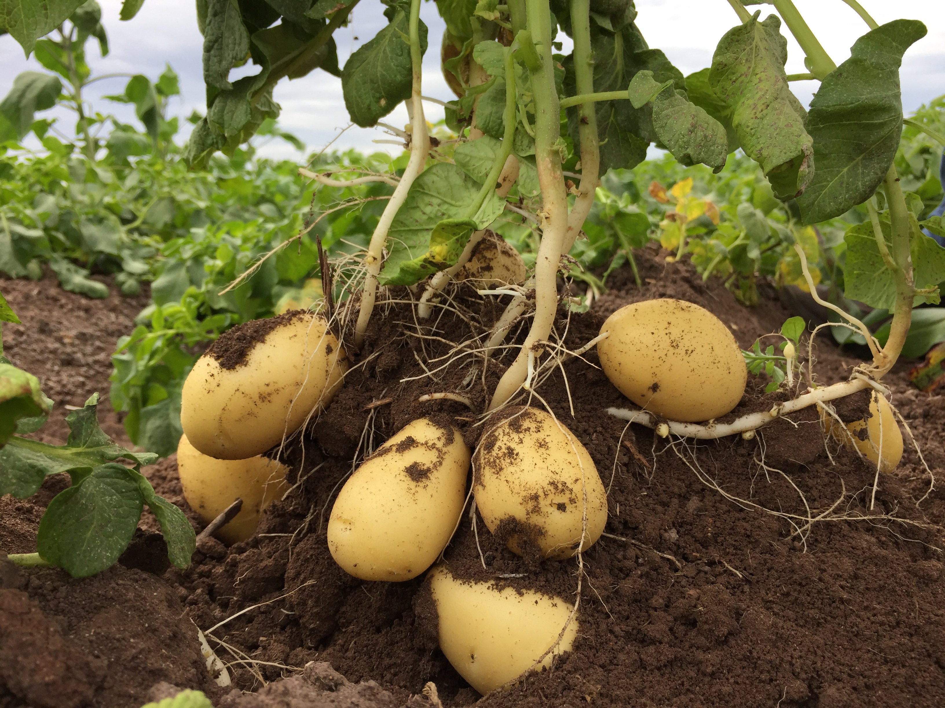Setting up success with good potato crop establishment Yara Australia