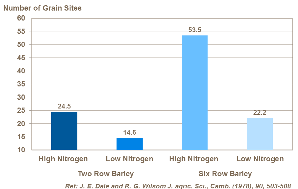 Number of grain sites on the main tiller ear in barley