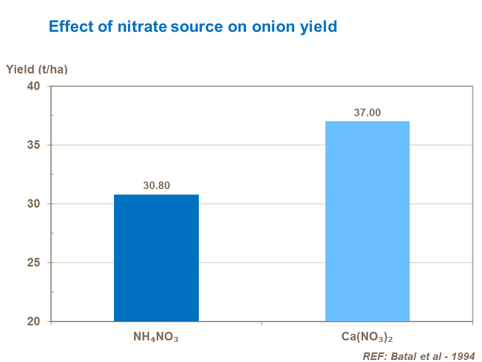 Effect of nitrate source on onion yield