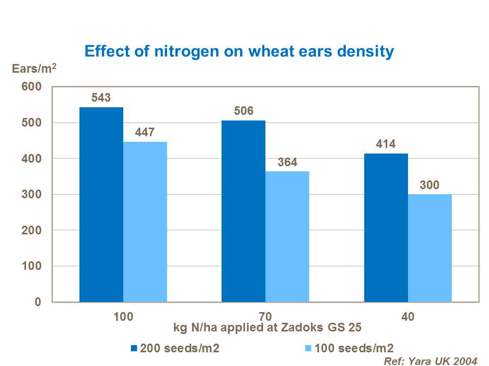 Effect of nitrogen on wheat ears density