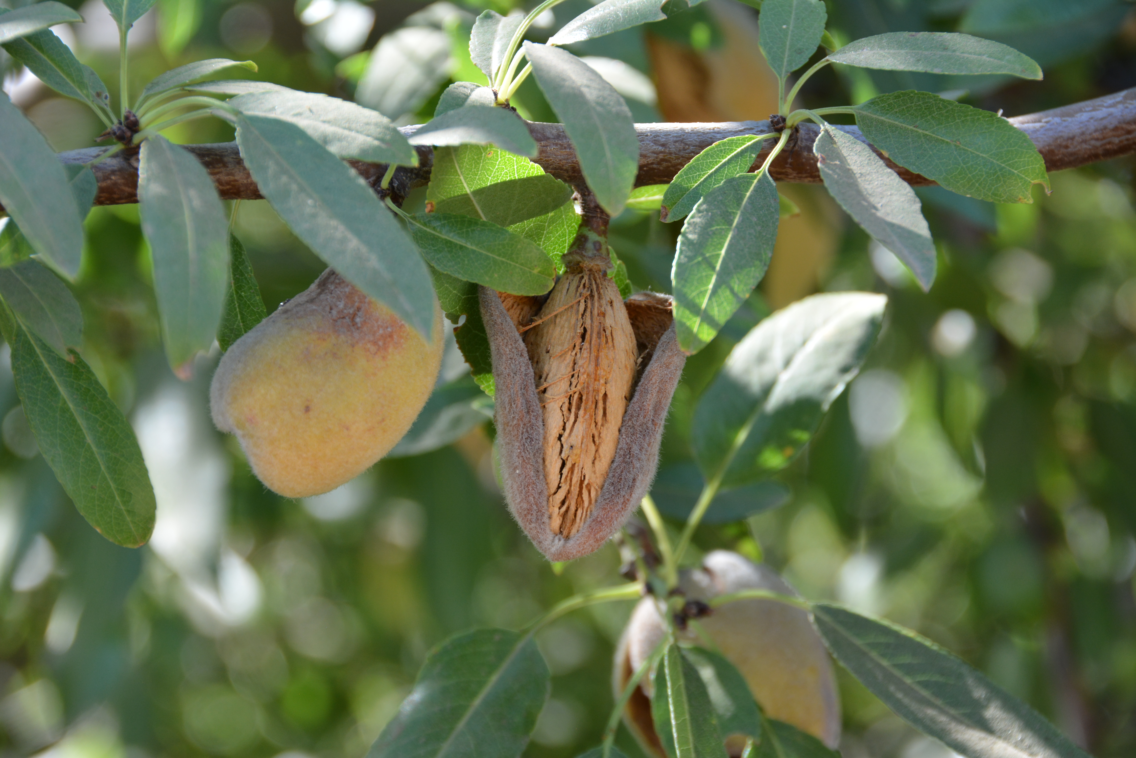 Almond Yield Pic