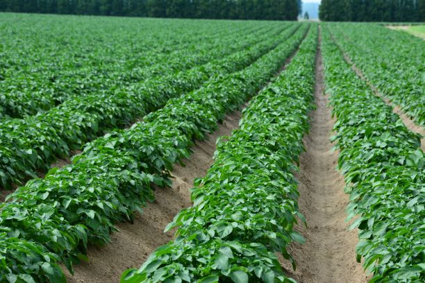 Potatoes_Leamington_2nd_June_14_22 RESIZE web.jpg