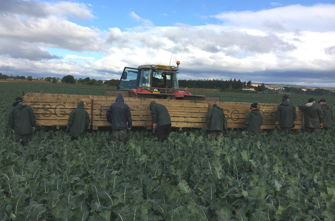 How to increase vegetable brassica yield