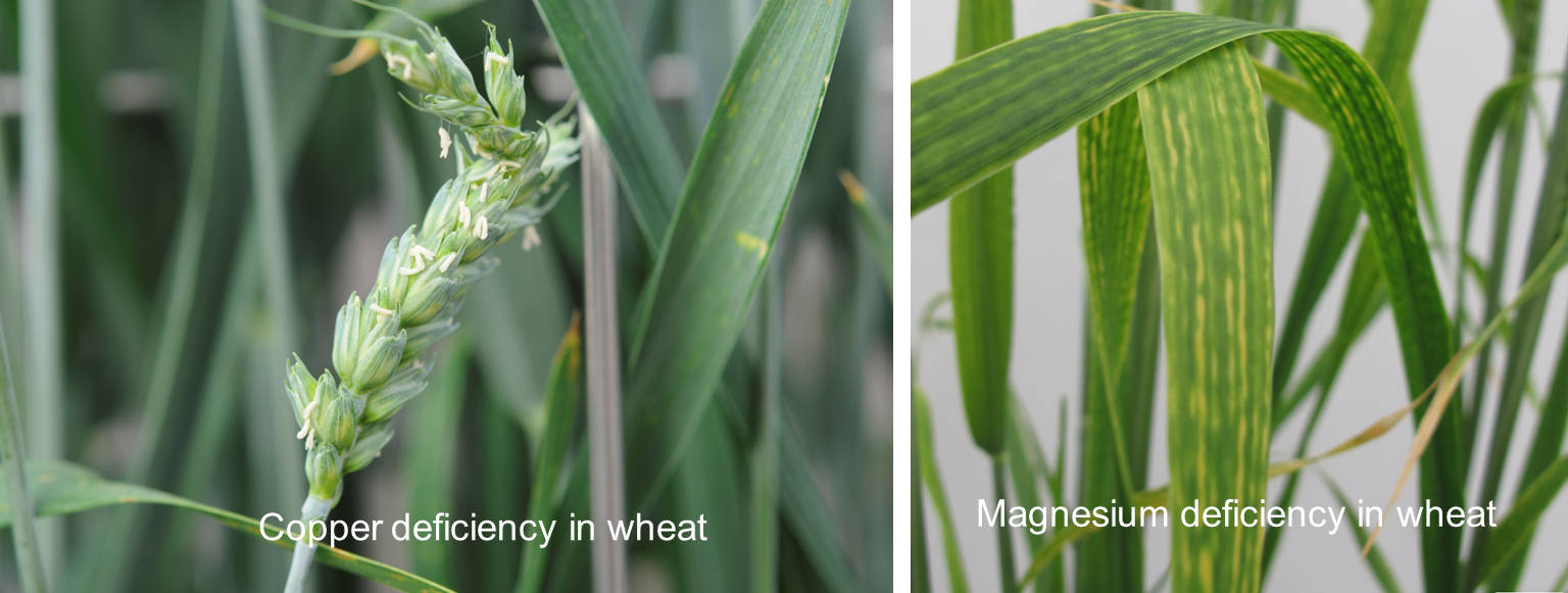 copper and magnesium deficiency in wheat