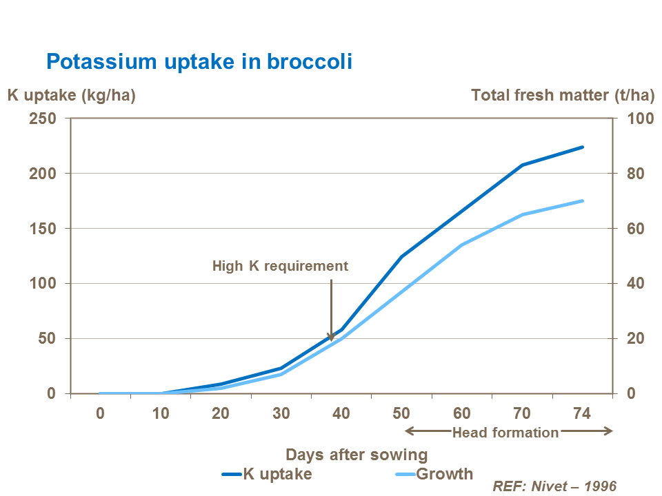 earliness 5-potassium-uptake-in-broccoli.png