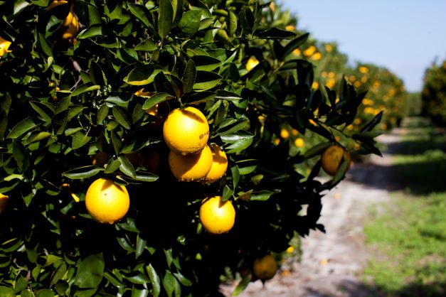 floridaolewj1294 RESIZE WEB.jpg