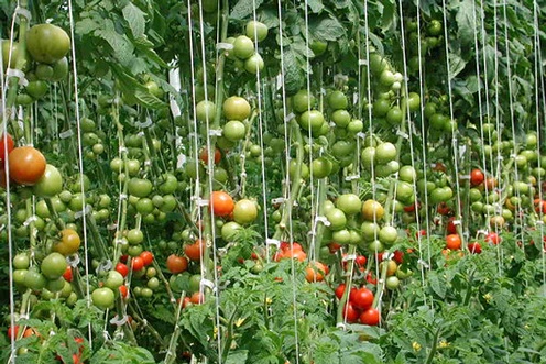 Indeterminate tomato plants