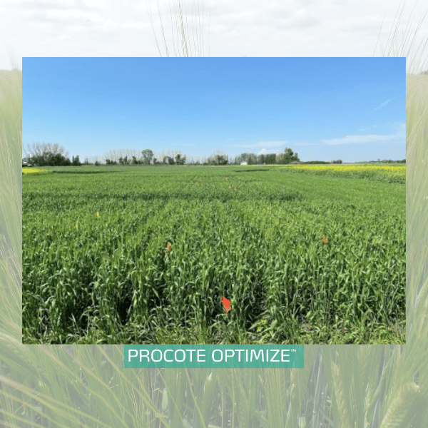 procote optimize wheat trial
