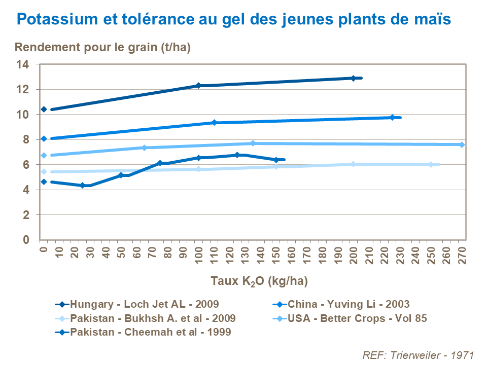FR - K and frost tolerance corn young plants.png