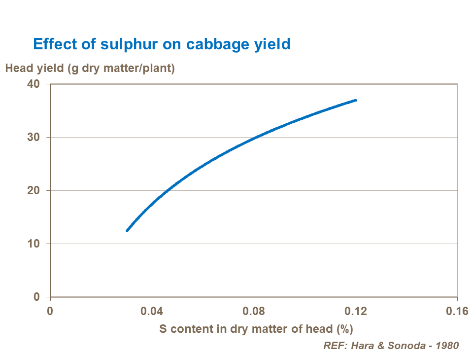 Effect of sulfur on cabbage yield