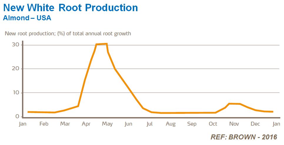 new-white-root-production-almonds.png