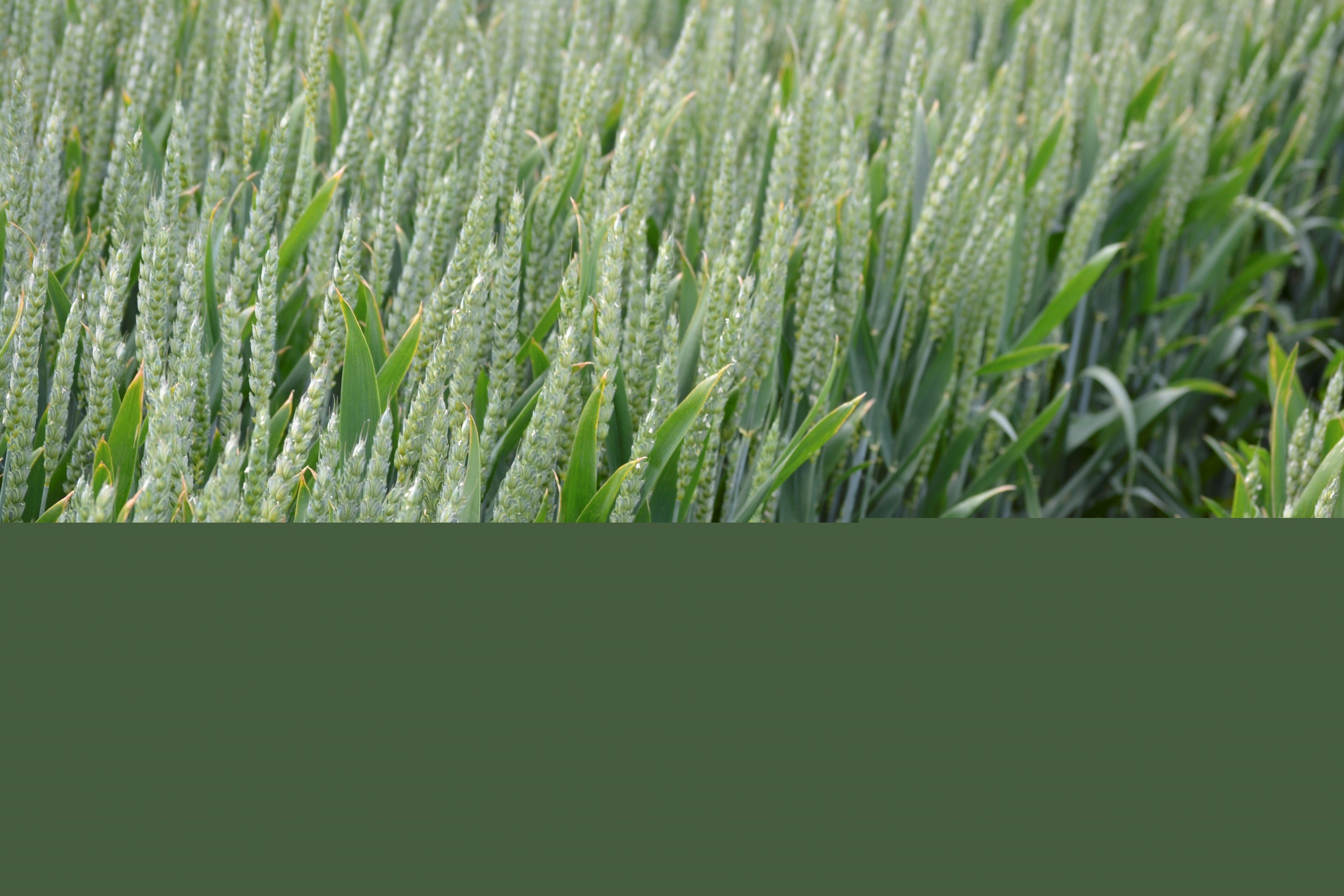 Copper considerations assist cereal crops Yara Australia