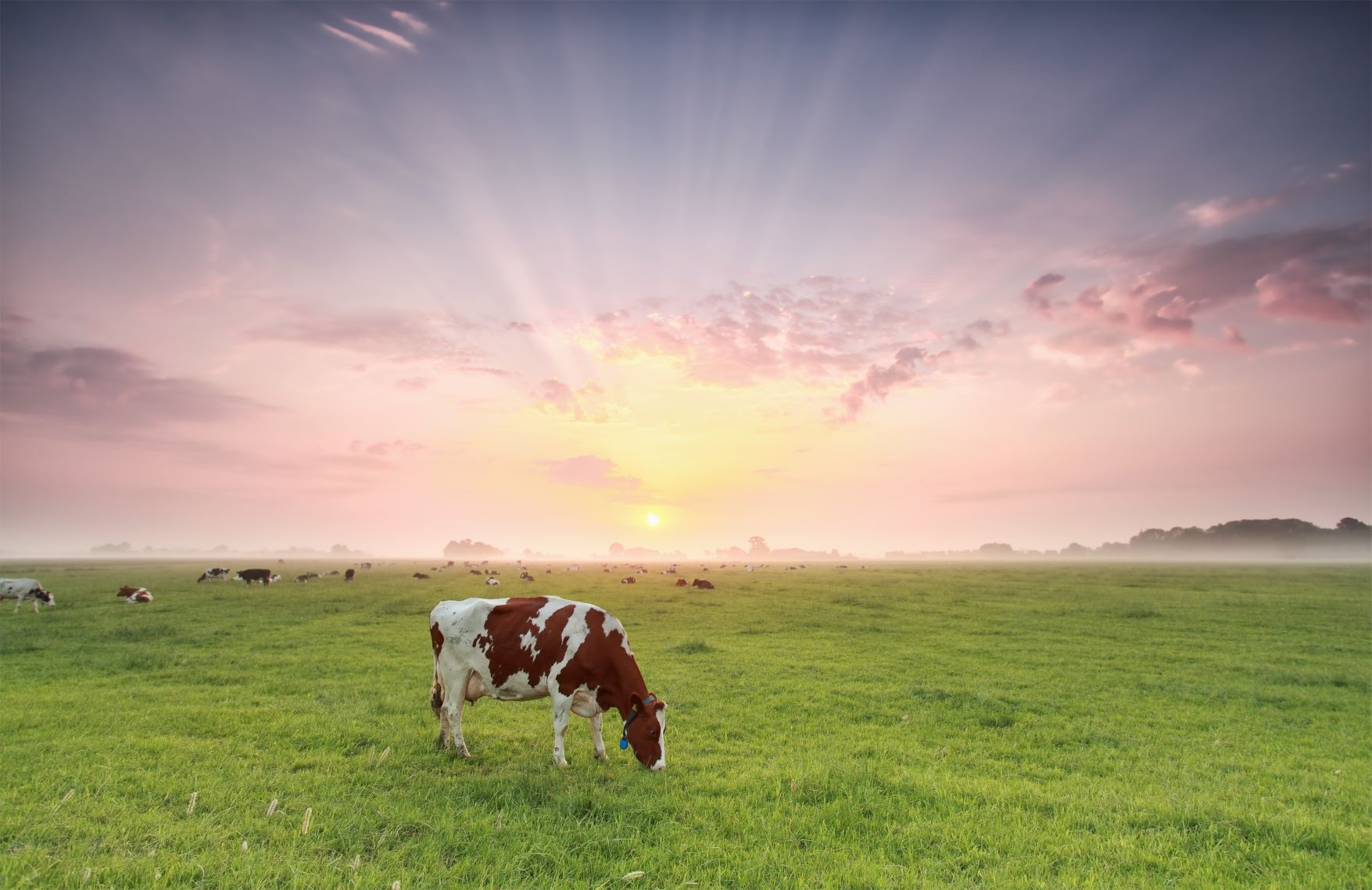 Ammonia emission pasture image